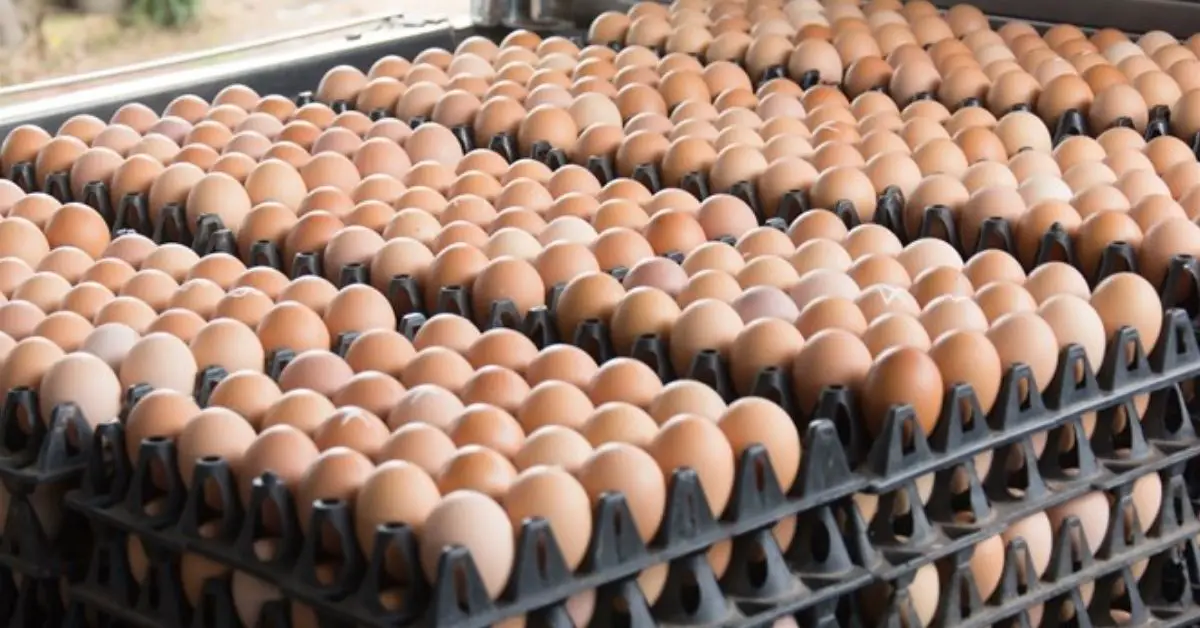 Egg supply business idea
