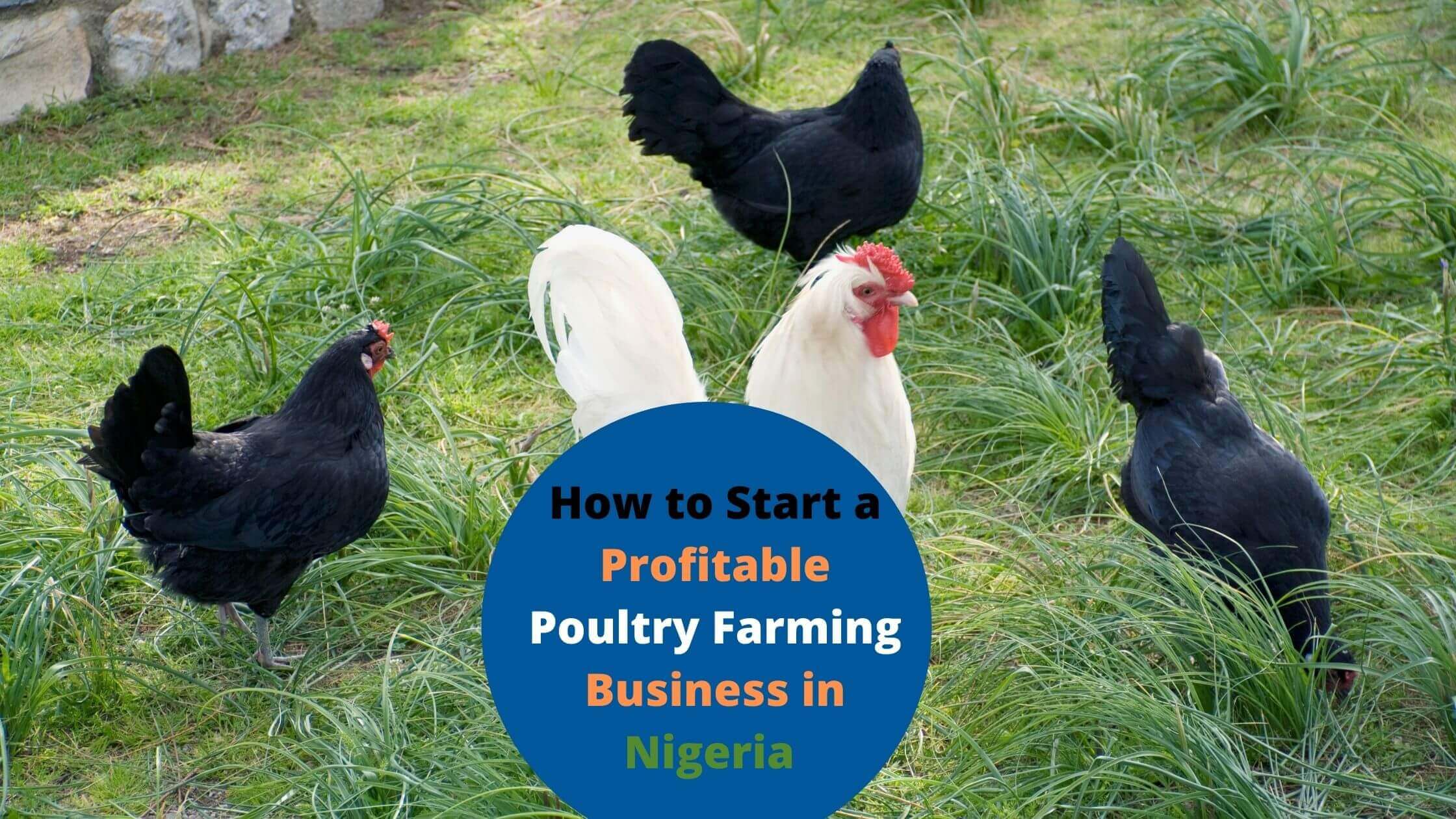 how to start a poultry farming business in Nigeria